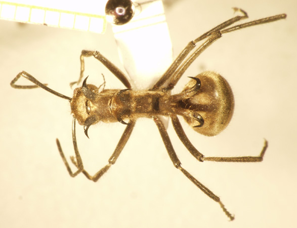 Polyrhachis ypsilon Emery,1887 dorsal