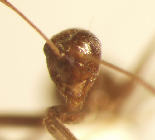 Prenolepis 1 frontal