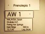 Prenolepis 1 Label