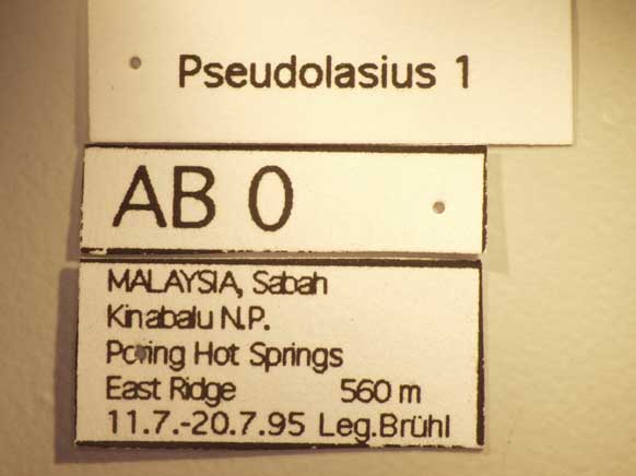 Pseudolasius 1 Label