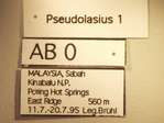 Pseudolasius 1 Label