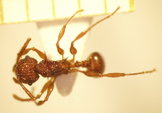 Acanthomyrmex ferox Emery,1893 dorsal