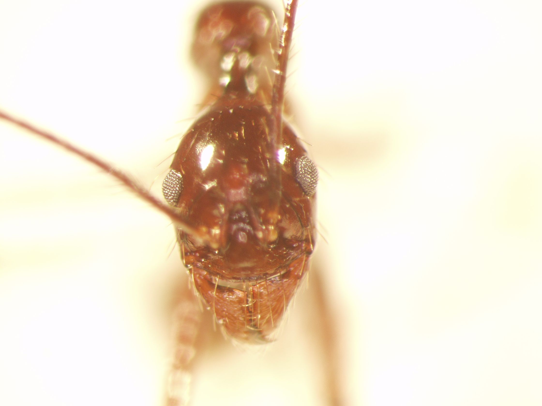 Aphaenogaster 1 frontal
