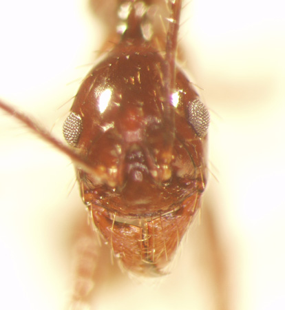 Aphaenogaster 1 frontal