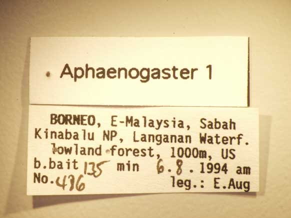 Aphaenogaster 1 Label