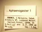 Aphaenogaster 1 Label