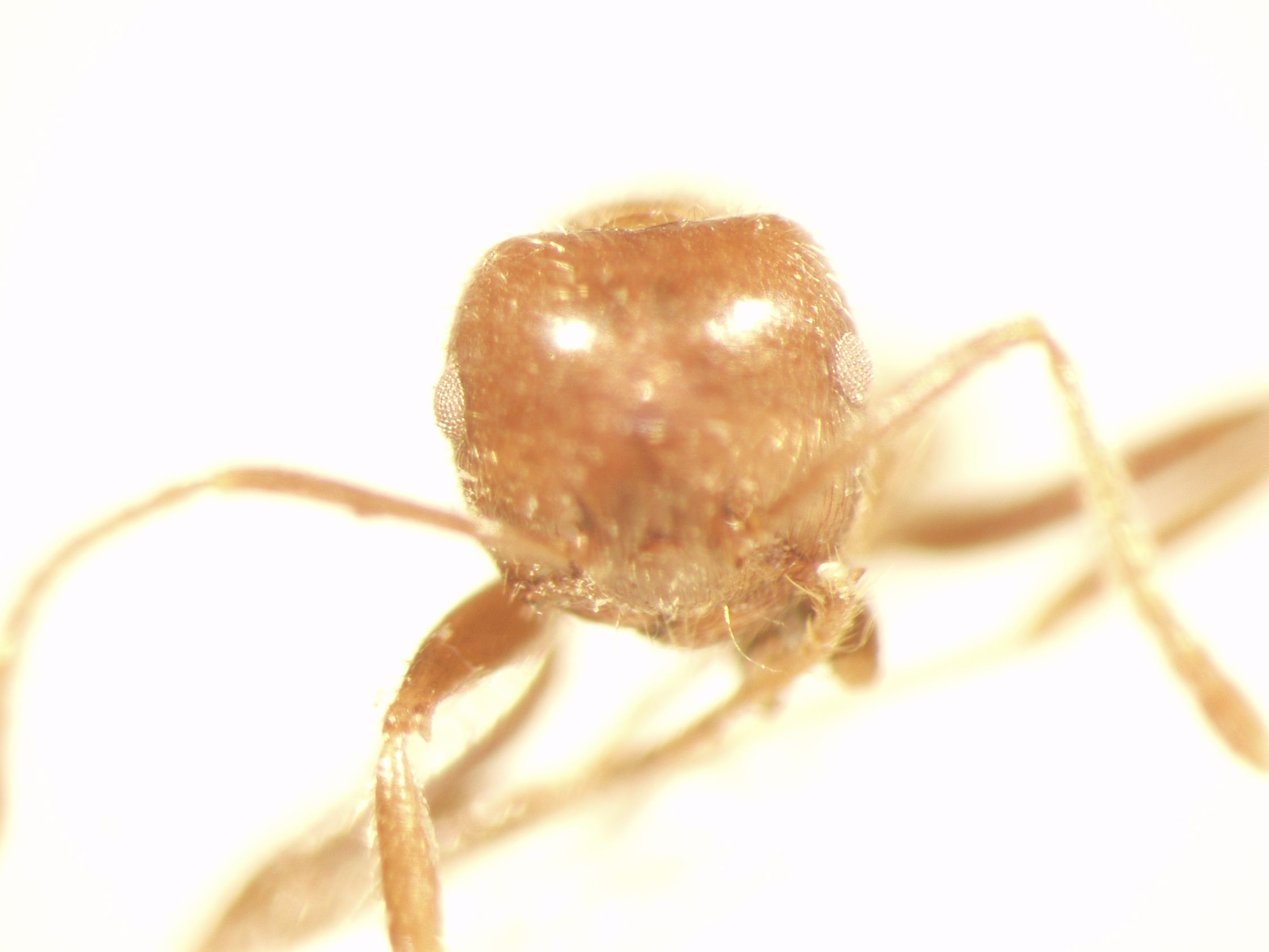 Crematogaster 6 frontal