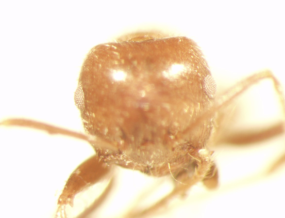 Crematogaster 6 frontal