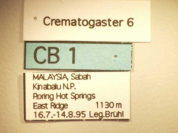 Crematogaster 6 Label