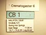 Crematogaster 6 Label