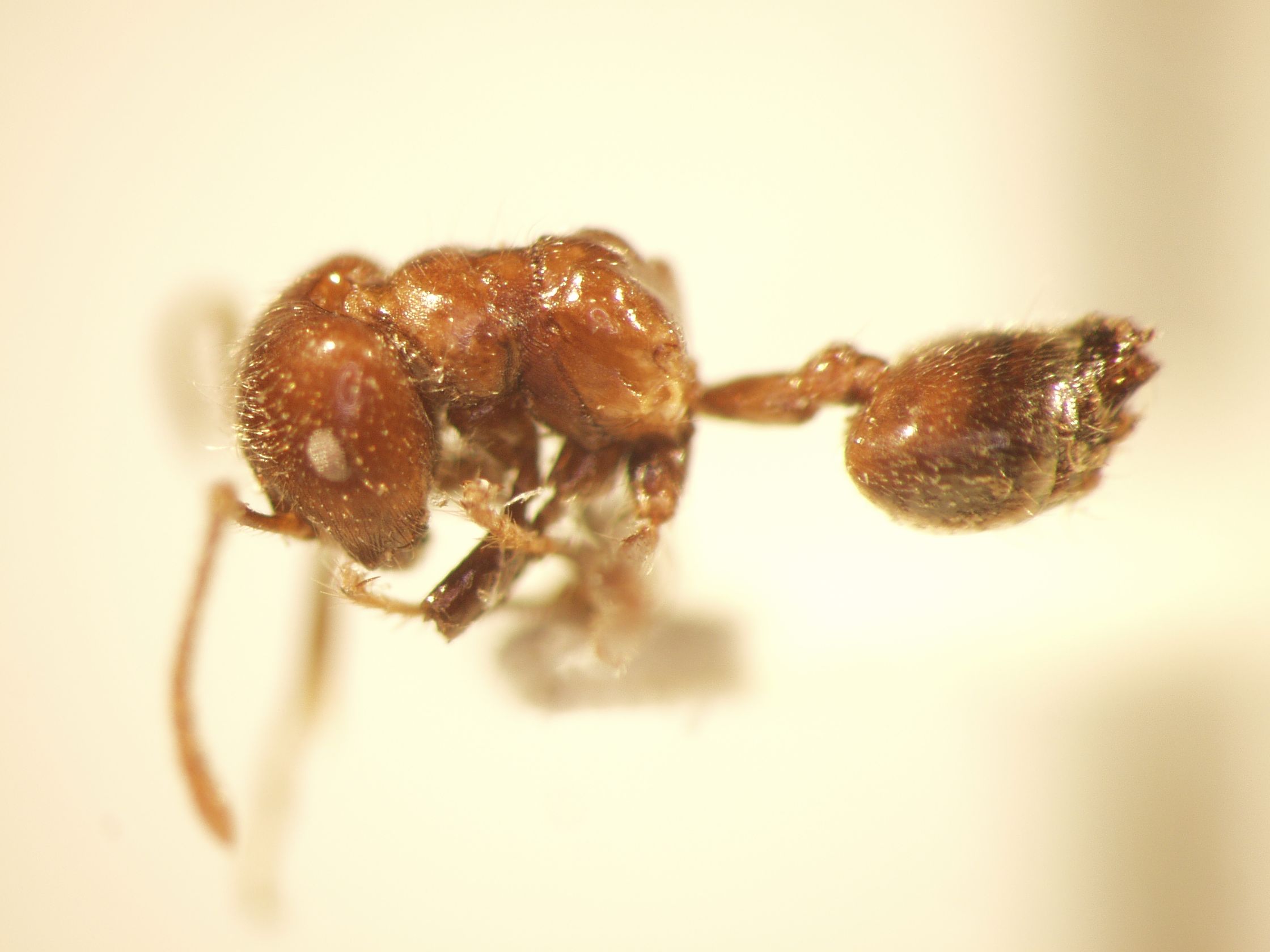 Crematogaster 6 lateral