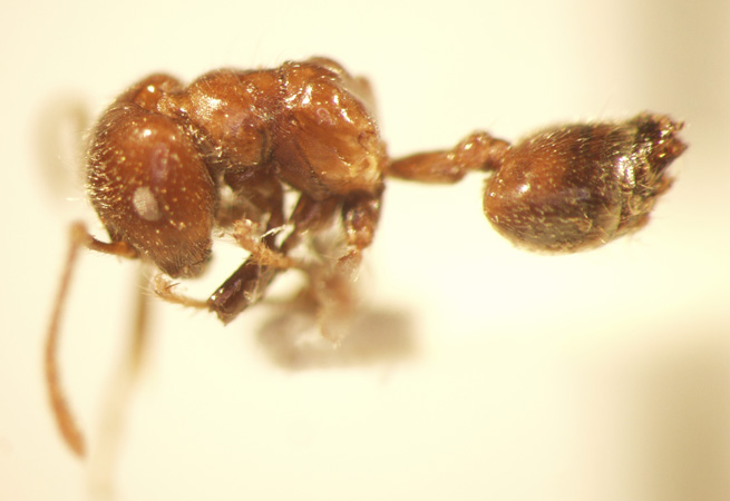 Crematogaster 6 lateral
