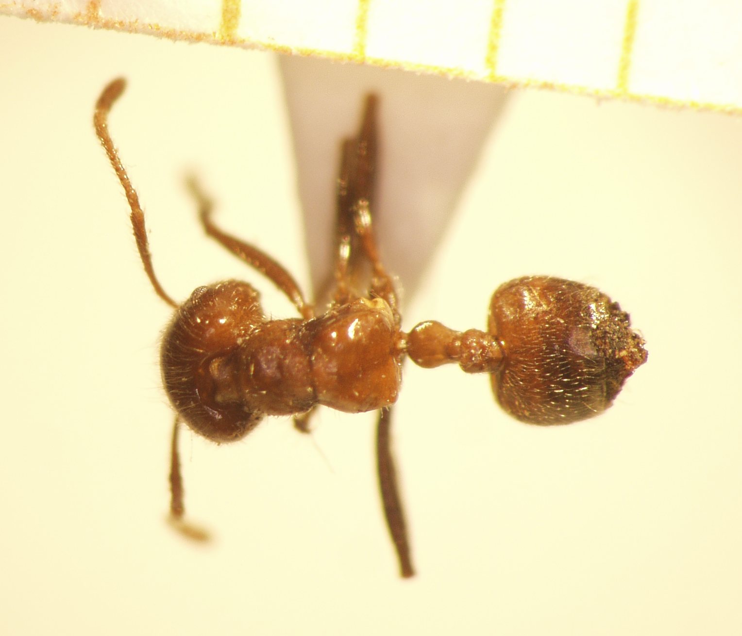 Crematogaster 6 dorsal