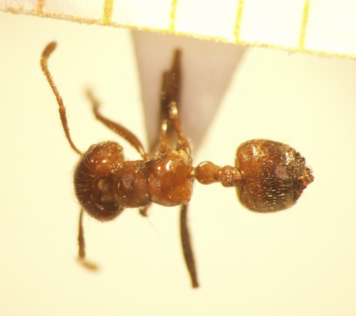 Crematogaster 6 dorsal