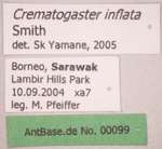 Crematogaster inflata Smith, 1857 Label