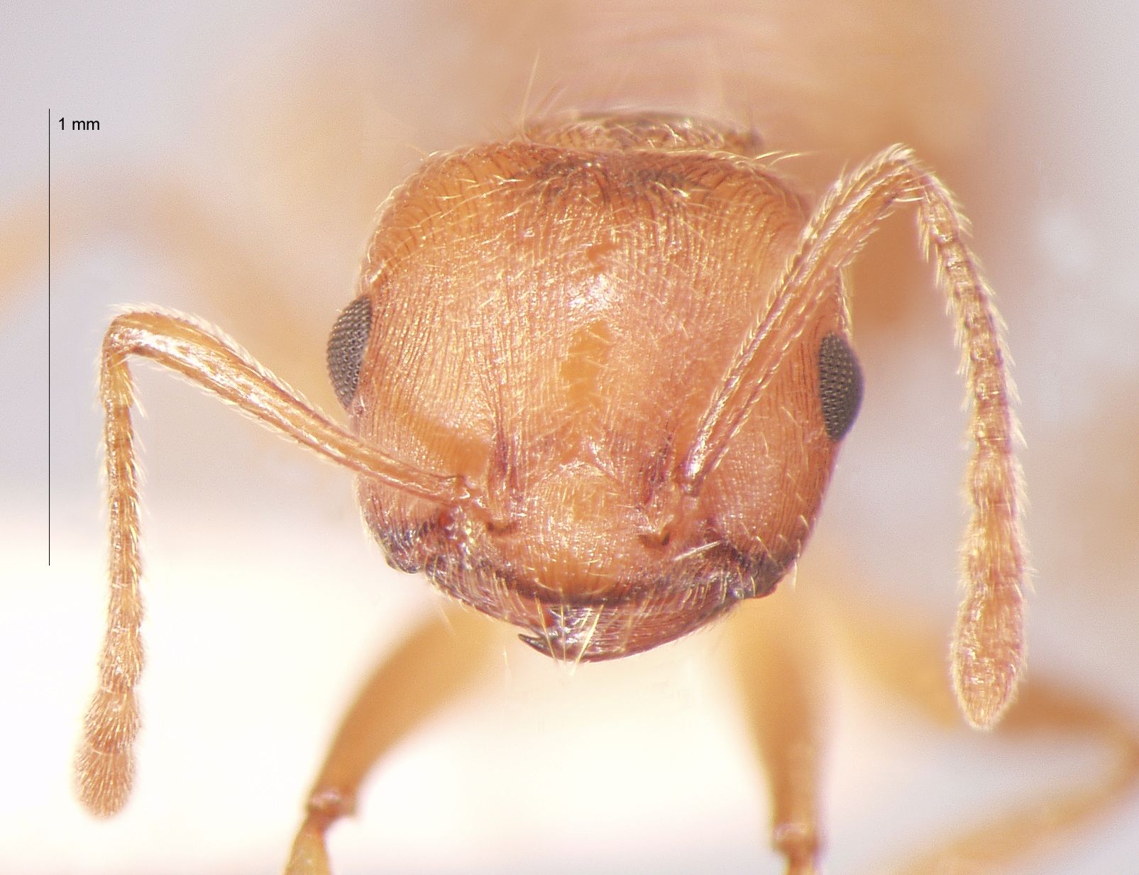 Crematogaster rogenhoferi var. complex frontal