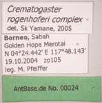 Crematogaster rogenhoferi var. complex Label