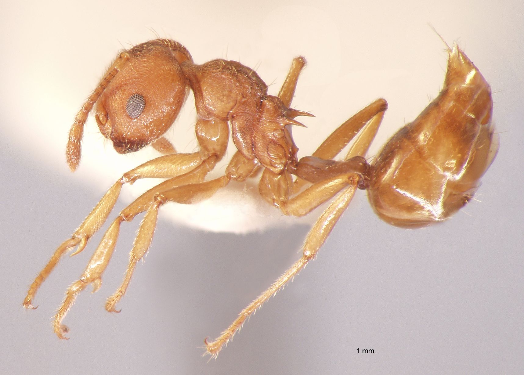 Crematogaster rogenhoferi var. complex lateral