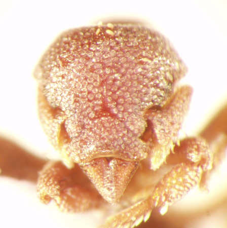 Eurhopalothrix platisquama Taylor,1990 frontal
