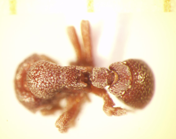 Eurhopalothrix platisquama Taylor,1990 dorsal