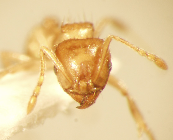 Lophomyrmex bedoti Emery,1893 frontal