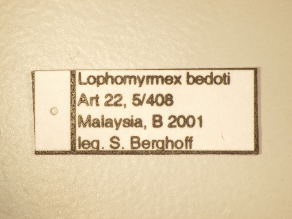 Lophomyrmex bedoti Emery,1893 Label