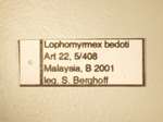 Lophomyrmex bedoti Emery,1893 Label