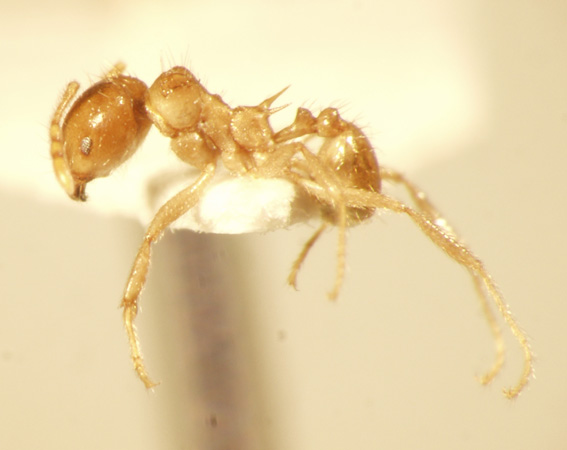 Lophomyrmex bedoti Emery,1893 lateral