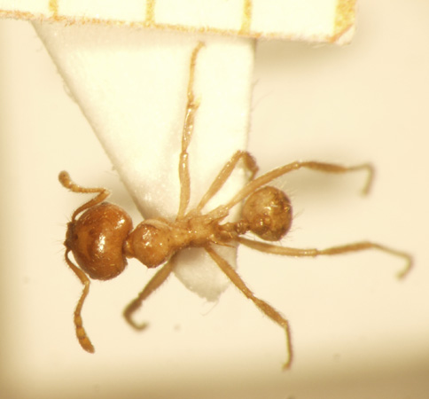 Lophomyrmex bedoti Emery,1893 dorsal