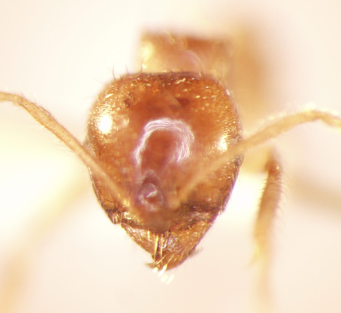 Lophomyrmex longicornis Rigato,1994 frontal