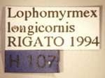 Lophomyrmex longicornis Rigato,1994 Label