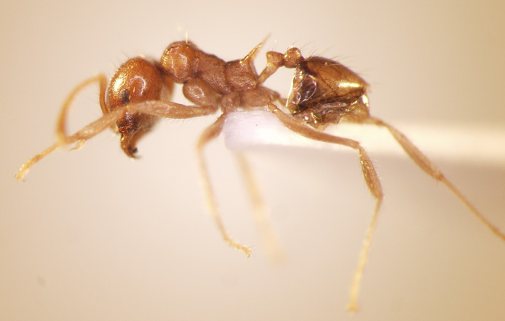 Lophomyrmex longicornis Rigato,1994 lateral