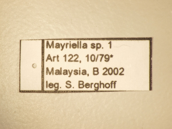 Mayriella 1 Label