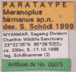 Meranoplus birmanus Schoedl, 1999 Label