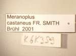 Meranoplus castaneus Smith, 1857 Label