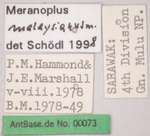Meranoplus malaysianus Schoedl, 1998 Label