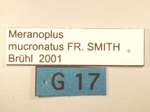 Meranoplus mucronatus Smith, 1857 Label