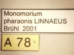 Monomorium pharaonis Linnaeus,1758 Label