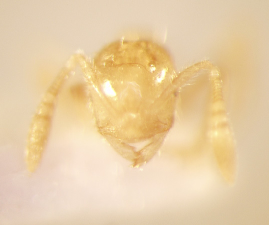 Monomorium talpa Emery,1911 frontal