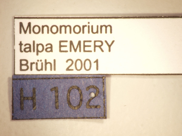 Monomorium talpa Emery,1911 Label