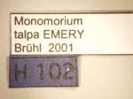 Monomorium talpa Emery,1911 Label
