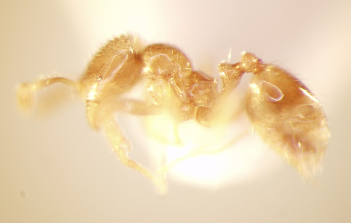 Monomorium talpa Emery,1911 lateral