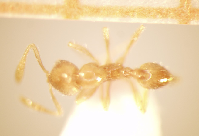 Monomorium talpa Emery,1911 dorsal