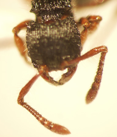 Myrmecina 2 frontal