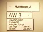 Myrmecina 2 Label
