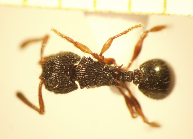 Myrmecina 2 dorsal