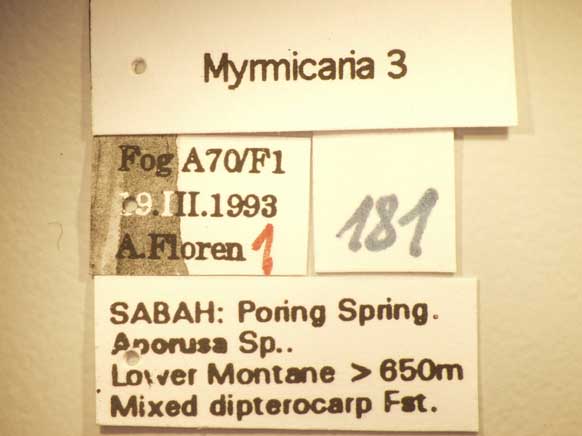 Myrmicaria 3 Label