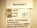 Myrmicaria 3 Label