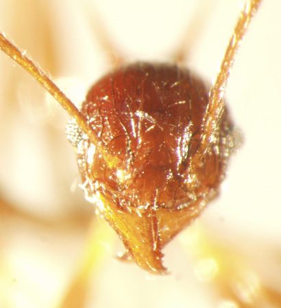 Pheidole acantha Eguchi,2001 frontal