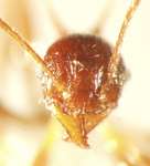 Pheidole acantha Eguchi,2001 frontal